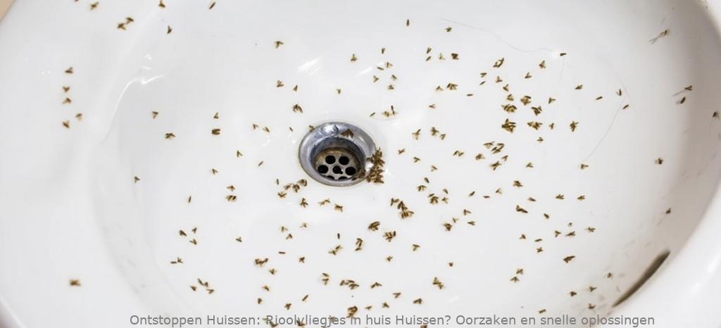 Rioolvliegjes in huis Huissen? Oorzaken en snelle oplossingen